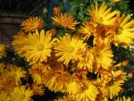 chrysanthemum-indicum-halloween-2