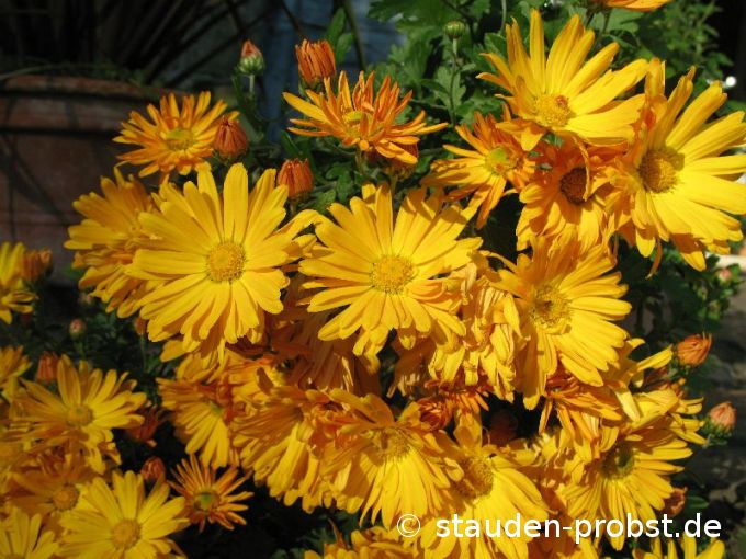 Chrysanthemum indicum 'Halloween' - Winteraster