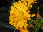 chrysanthemum-indicum-halloween