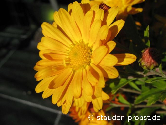 Chrysanthemum indicum 'Halloween' - Winteraster