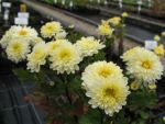 chrysanthemum-indicum-poesie-2