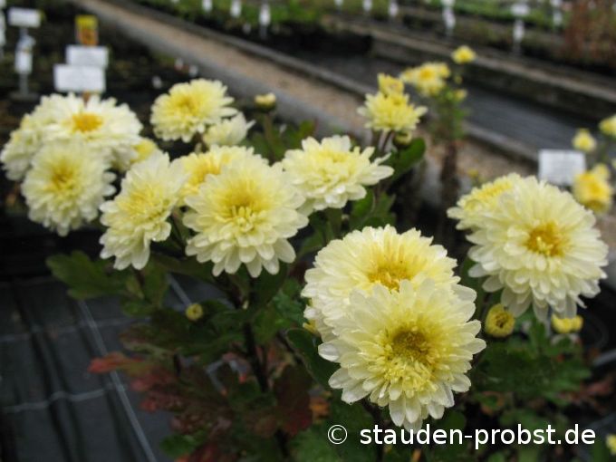 Chrysanthemum indicum 'Poesie' - Gartenchrysantheme