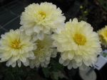 chrysanthemum-indicum-poesie