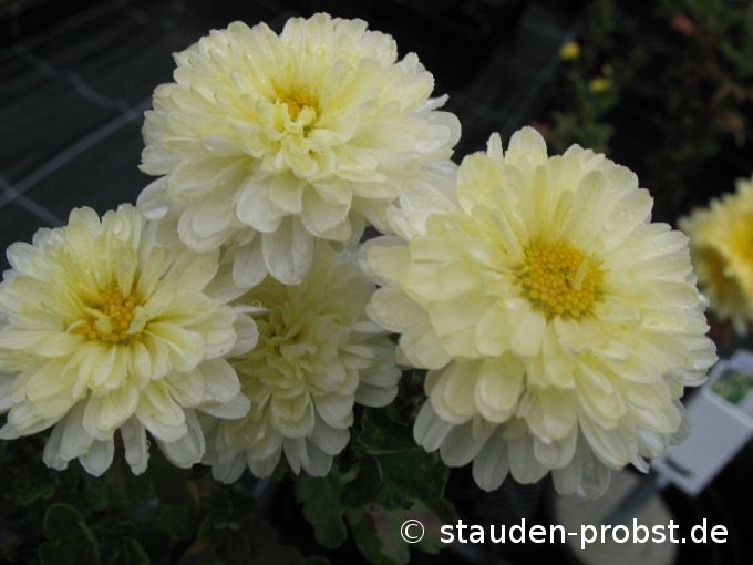 Chrysanthemum indicum 'Poesie' - Gartenchrysantheme