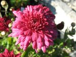 chrysanthemum-indicum-twinkle