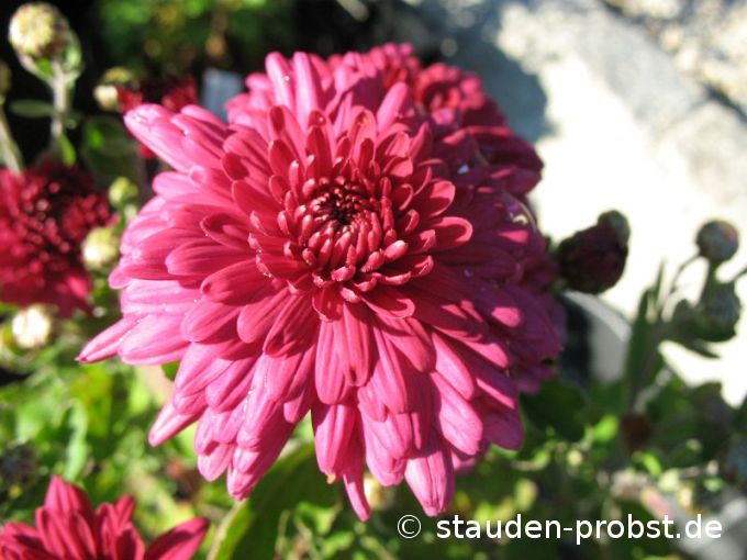 Chrysanthemum indicum 'Twinkle' - Winteraster