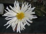 chrysanthemum-indicum-white-bouquet