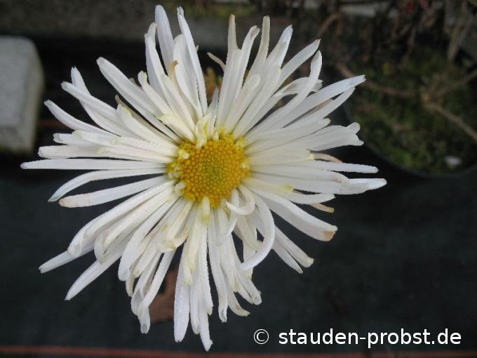 Chrysanthemum indicum 'White Bouquet' - Winteraster