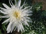 chrysanthemum-maximum-christine-hagemann-2