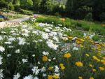 chrysanthemum-maximum-christine-hagemann-3