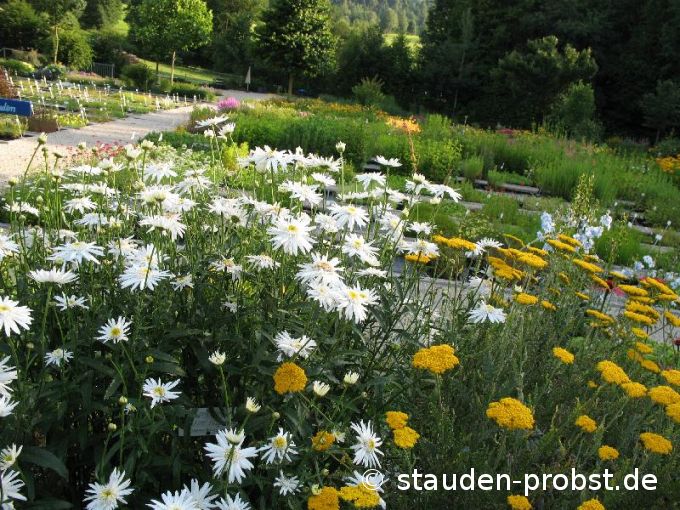 Chrysanthemum maximum 'Christine Hagemann' - Sommermargerite