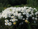 chrysanthemum-maximum-fransenrock-3