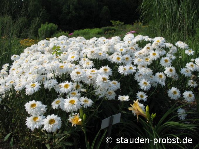 Chrysanthemum maximum 'Fransenrock' - Sommermargerite