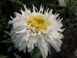 chrysanthemum-maximum-fransenrock