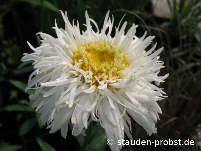 Chrysanthemum maximum 'Fransenrock' - 
Sommermargerite