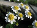 chrysanthemum-parthenium