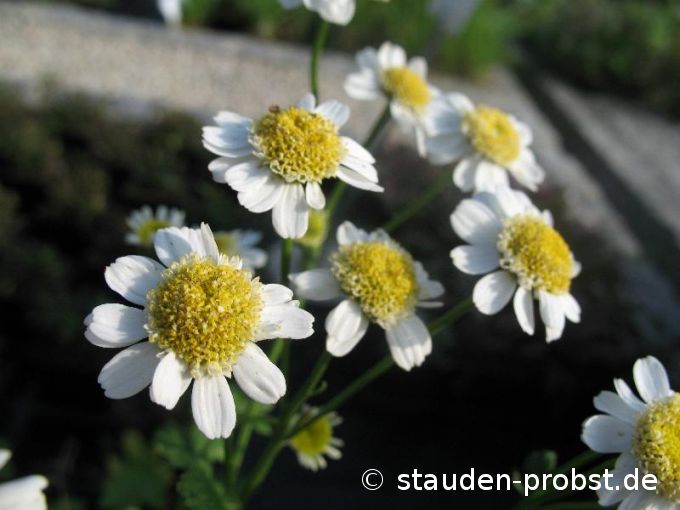 Chrysanthemum parthenium - Mutterkraut, Hemadknöpferl