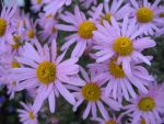 chrysanthemum-rubellum-clara-curtis-2