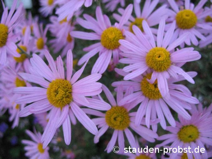 Chrysanthemum rubellum 'Clara Curtis' - Gartenchrysantheme