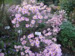 chrysanthemum-rubellum-clara-curtis