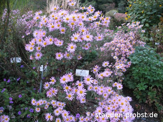 Chrysanthemum rubellum 'Clara Curtis' - Gartenchrysantheme