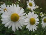 chrysanthemum-serotinum-4