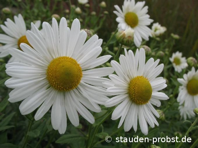 Chrysanthemum serotinum - Oktobermargerite