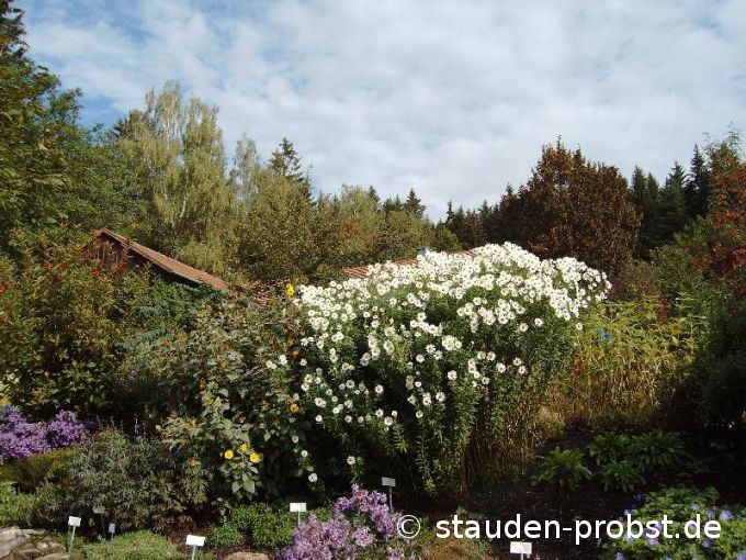 Chrysanthemum serotinum - Oktobermargerite