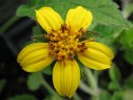 chrysogonum-virginianum-3