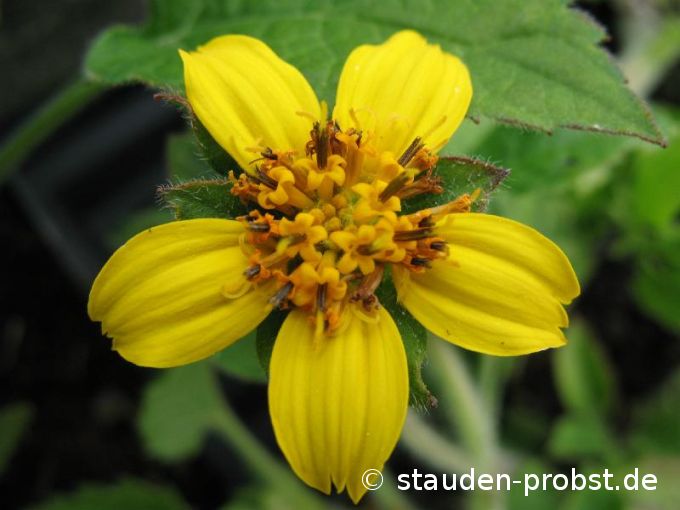 Chrysogonum virginianum - Goldkörbchen
