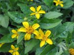 chrysogonum-virginianum