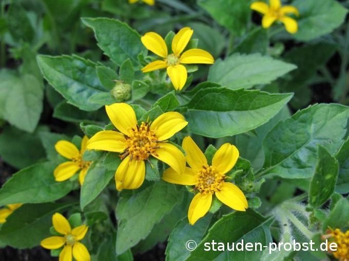 Chrysogonum virginianum - Goldkörbchen
