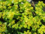chrysosplenium-oppositifolium-3