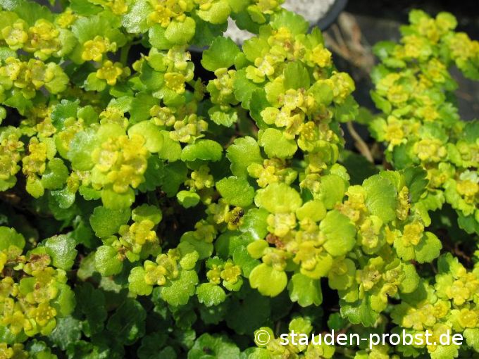 Chrysosplenium oppositifolium - Gegenblättriges Milzkraut