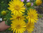 chrysopsis-villosa-sunshine-3