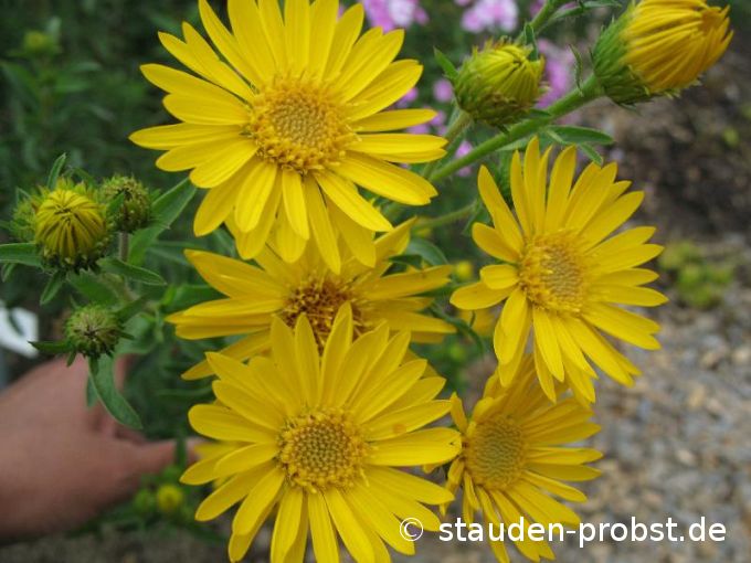 Chrysopsis villosa 'Sunshine' - Goldaster