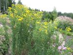 chrysopsis-villosa-sunshine-4