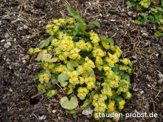 Chrysoplenium oppositifolium - Milzkraut