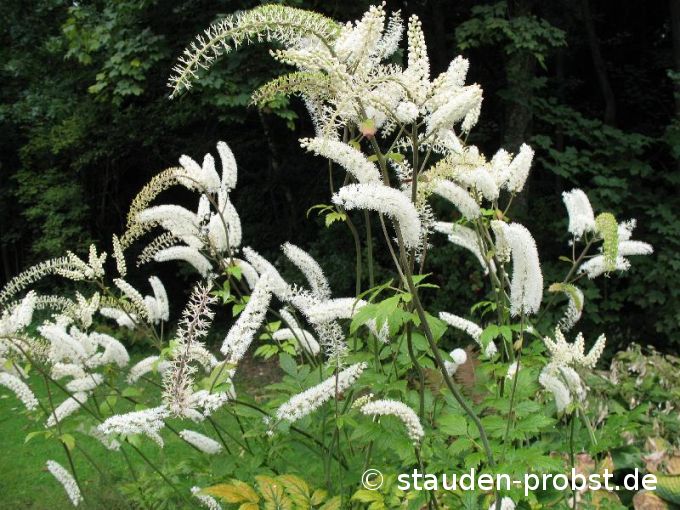 Cimicifuga ramosa - Septembersilberkerze