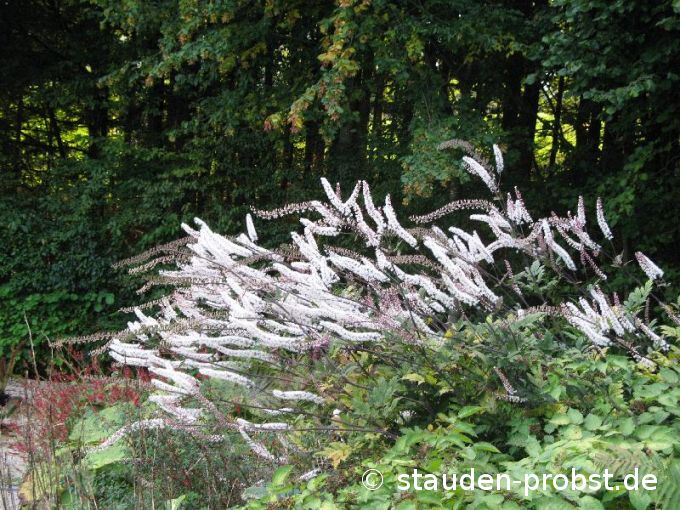 Cimicifuga ramosa 'Atropurpurea' - Septembersilberkerze