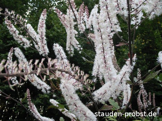 Cimicifuga ramosa 'Atropurpurea' - Septembersilberkerze