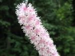 cimicifuga-ramosa-pink-spike