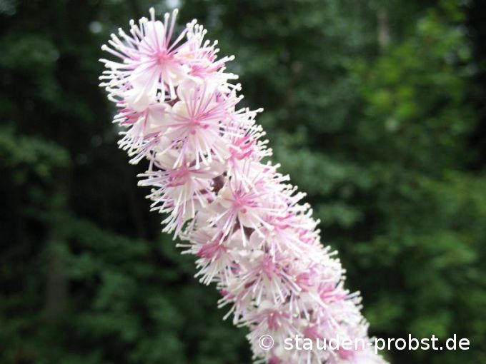 Cimicifuga ramosa 'Pink Spike' - Septembersilberkerze
