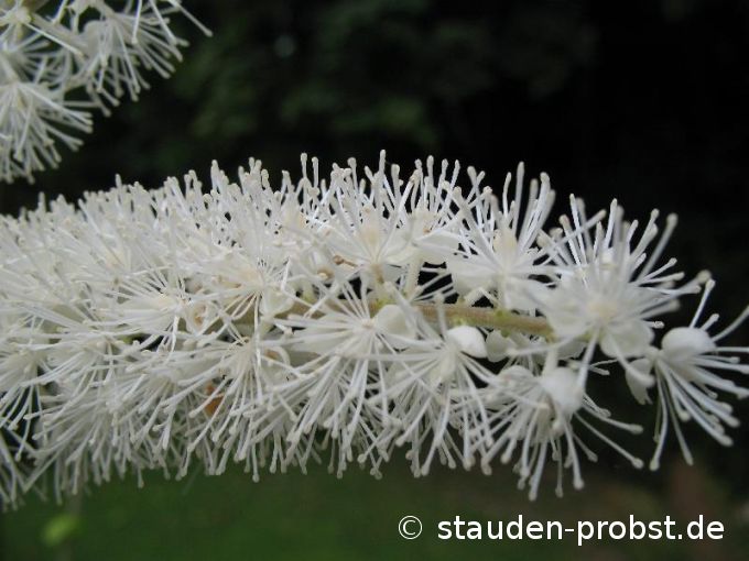 Cimicifuga ramosa - Septembersilberkerze