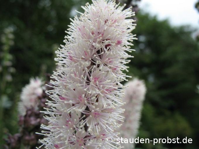 Cimicifuga simplex 'Brunette' - Oktobersilberkerze