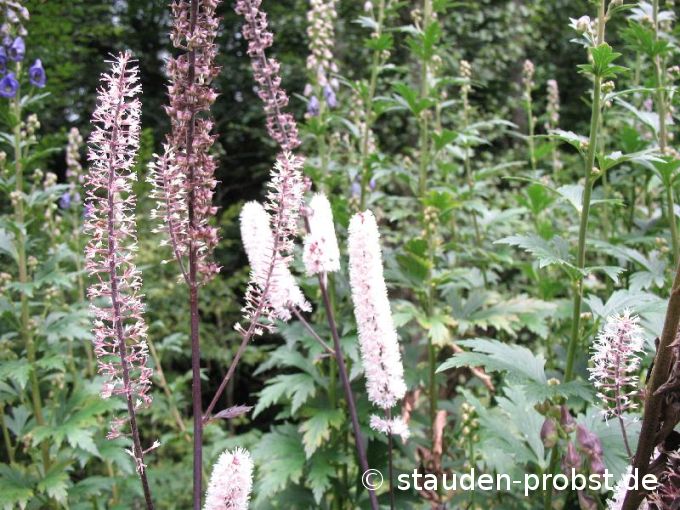 Cimicifuga simplex 'Brunette' - Oktobersilberkerze