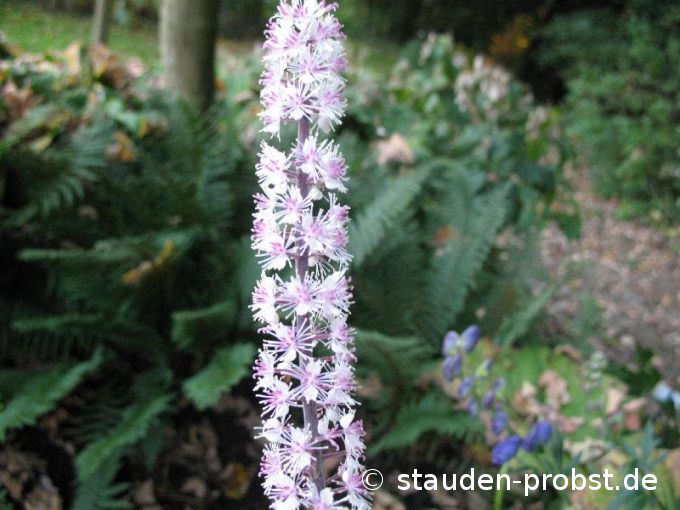 Cimicifuga simplex 'Brunette' - Oktobersilberkerze
