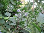 clematis-cassandra-2