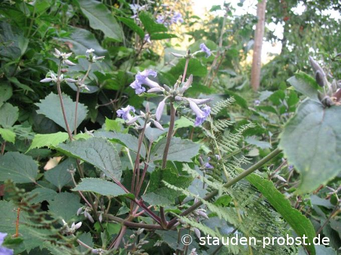 Clematis heracleifolia 'Cassandra' - Staudenclematis