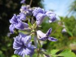 clematis-cassandra-3